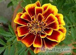 marigold Urdu Meaning