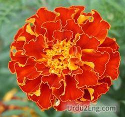 marigold Urdu Meaning