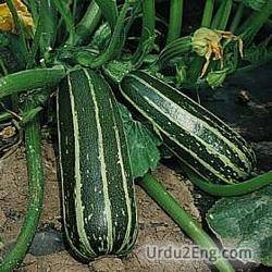 marrow Urdu Meaning
