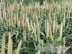 millet Urdu Meaning