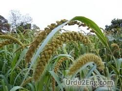 millet Urdu Meaning