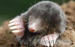 mole Urdu Meaning