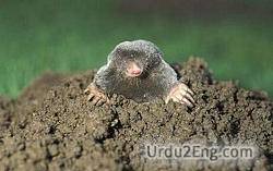 molehill Urdu Meaning