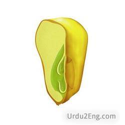 monocot Urdu Meaning