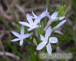 monocot Urdu Meaning