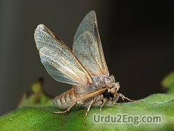 moth Urdu Meaning