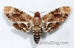moth Urdu Meaning