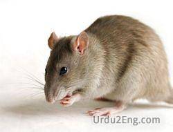 mouse Urdu Meaning