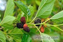 mulberry Urdu Meaning