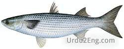 mullet Urdu Meaning