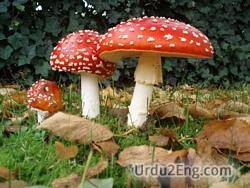 mushroom Urdu Meaning