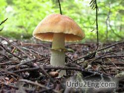 mushroom Urdu Meaning