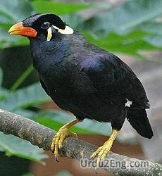 myna Urdu Meaning