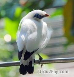 myna Urdu Meaning