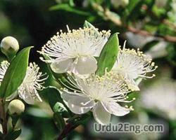 myrtle Urdu Meaning