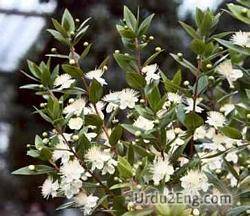 myrtle Urdu Meaning