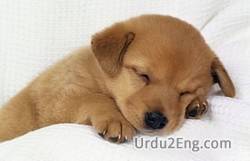 nap Urdu Meaning
