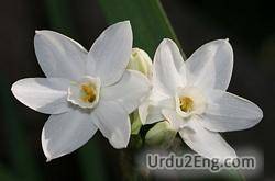 narcissus Urdu Meaning