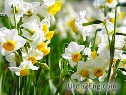 narcissus Urdu Meaning