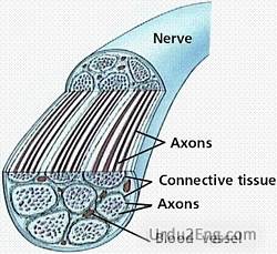 nerve Urdu Meaning