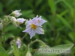 nettle Urdu Meaning