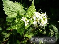 nettle Urdu Meaning