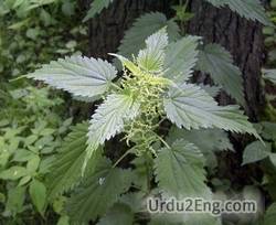 nettle Urdu Meaning