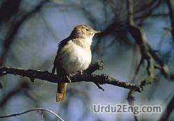 nightingale Urdu Meaning