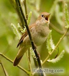 nightingale Urdu Meaning