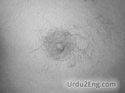 nipple Urdu Meaning