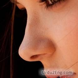 nose Urdu Meaning