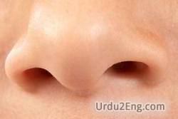 nose Urdu Meaning