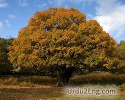 oak Urdu Meaning