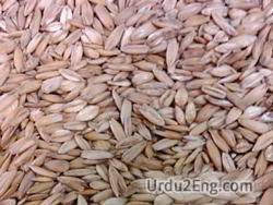 oat Urdu Meaning