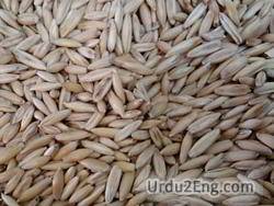oat Urdu Meaning