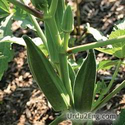 okra Urdu Meaning