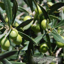olive Urdu Meaning