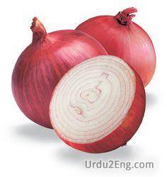 onion Urdu Meaning