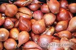 onion Urdu Meaning