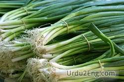 onion Urdu Meaning