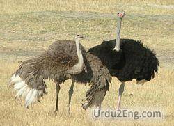 ostrich Urdu Meaning