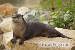 otter Urdu Meaning