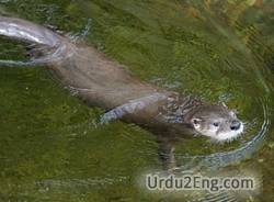 otter Urdu Meaning