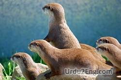 otter Urdu Meaning