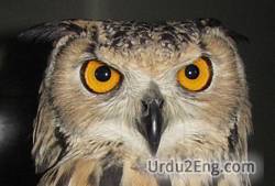 owl Urdu Meaning