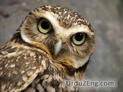 owl Urdu Meaning