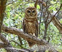owl Urdu Meaning