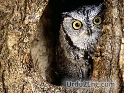 owl Urdu Meaning