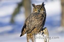 owl Urdu Meaning