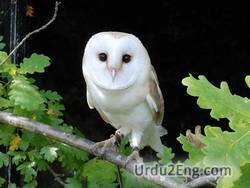 owl Urdu Meaning